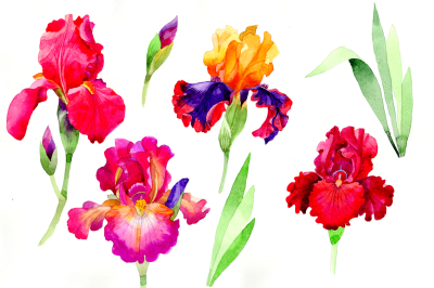 Cheerful orchids flowers PNG watercolor set