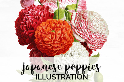 Poppies Clipart