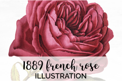 Rose Clipart