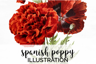 Poppies Clipart