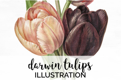 Tulips Clipart