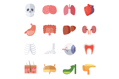 Male and female anatomy. Vector illustration set of human organ