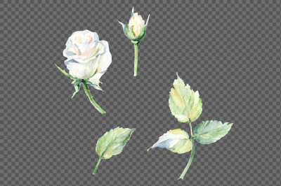 White rose watercolor flowers PNG set