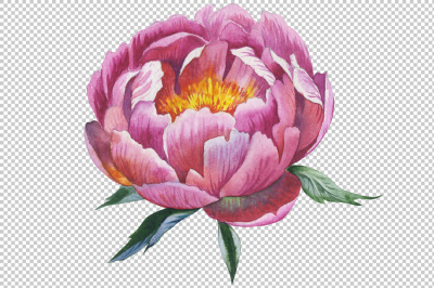 Red peony watercolor flower PNG