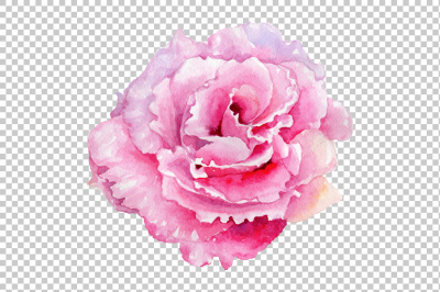 Pink watercolor rose flower PNG