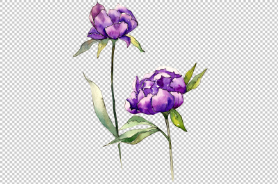 Two colors peonies PNG watercolor set