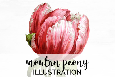 Peony Clipart