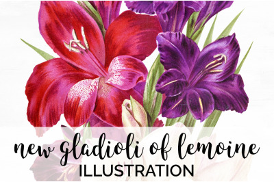 Gladiolus Clipart