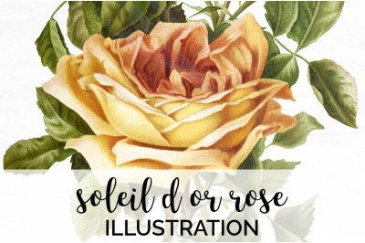 Yellow Rose Clipart