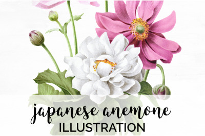 Anemone Clipart