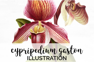 Orchid Clipart