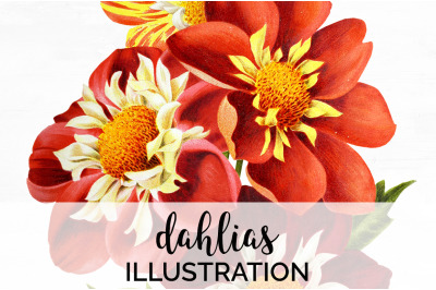 Dahlia Clipart