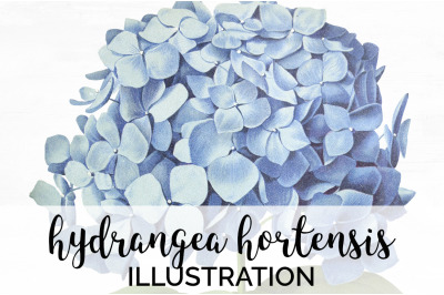 Hydrangea Clipart