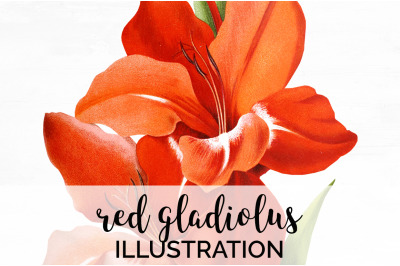 Gladiolus Clipart