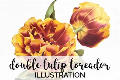 Tulip Clipart