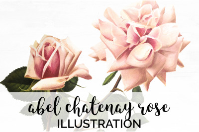 Pink Rose Clipart