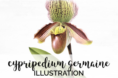 Orchid Clipart