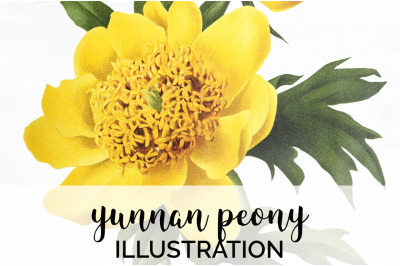 Peonies Clipart