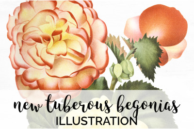 Begonia Clipart