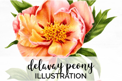 Peonies Clipart