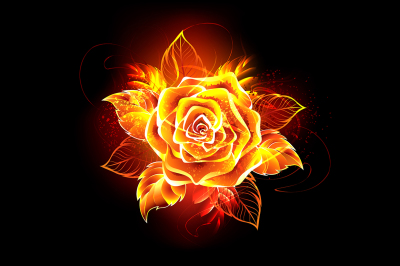 Blooming Fire Rose