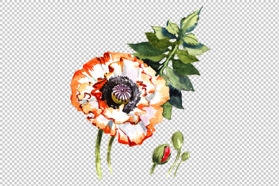 Field poppies PNG watercolor flower set