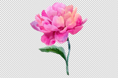 Wildflower elegant pink peony PNG watercolor set