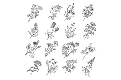  Botanical sketch drawings. Vector illustration of flowers and botanic