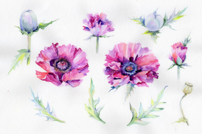 Purple poppy watercolor flowers PNG