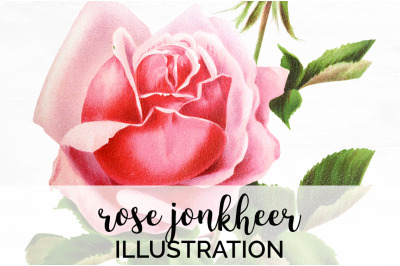 Pink Rose Clipart