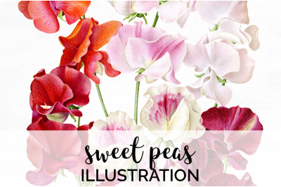 Sweet Pea Clipart