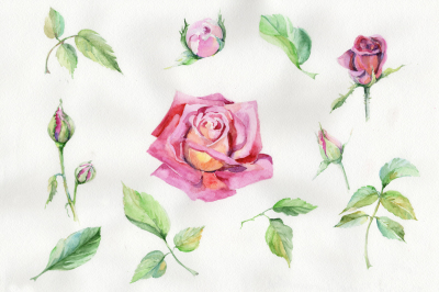 Wildflower delicate pink rose PNG watercolor set