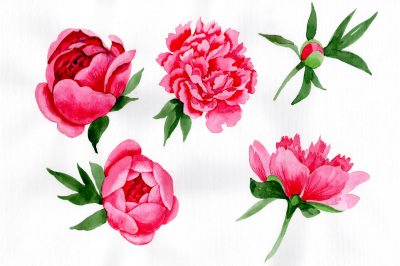 Tender wildflower pink peony PNG watercolor set