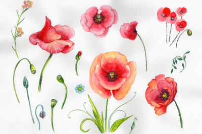 Field red poppies PNG watercolor set