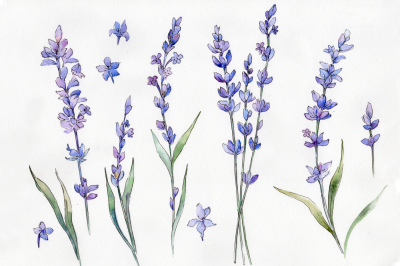 Wild field lavender PNG watercolor set