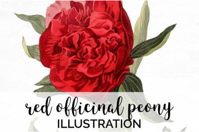 Peonies Clipart