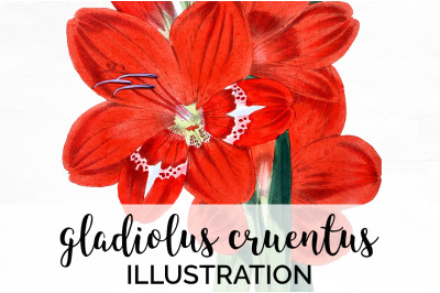 Gladiolus Clipart