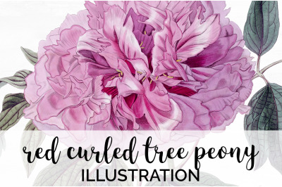 Peonies Clipart