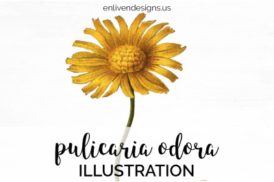 Yellow Flower Clipart