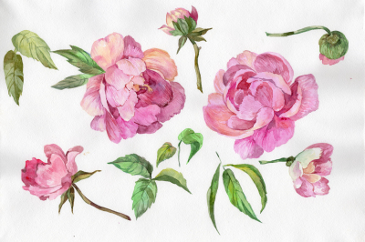 Elegant flower pink peony PNG watercolor set