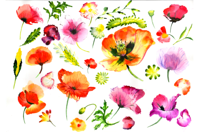 Summer colorful poppy flower PNG watercolor set