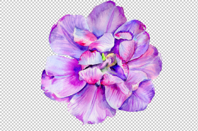 Delicate purple tulip PNG watercolor set