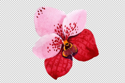 Red orchid vanda PNG watercolor set