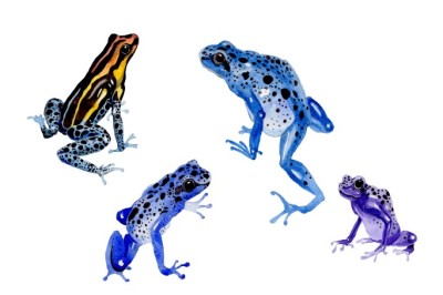 Blue frog PNG watercolor set