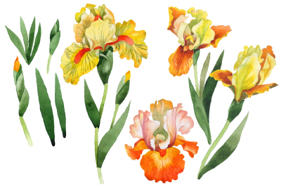 Yellow flower irises PNG watercolor set