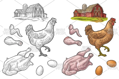 Set chicken. Whole hat, leg, wing, egg and farm. Vintage color vector 