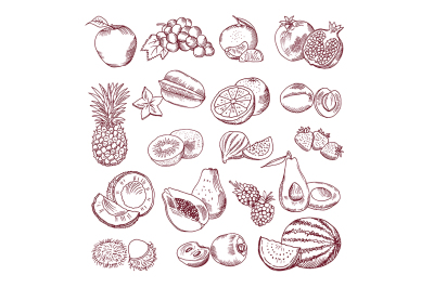 Fresh and juicy fruits. Vector hand drawn illustration