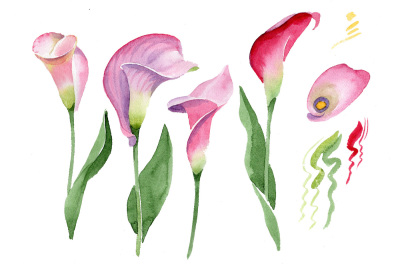 Pink calla flower PNG watercolor set