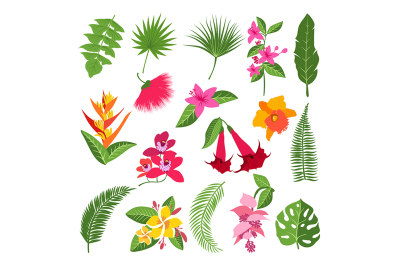 Exotic tropical flowers and leaves. Vector illustrations of plants