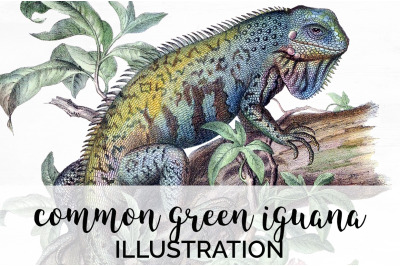 Lizard Iguana Clipart